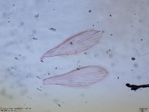 Lutzomyia (Nyssomyia) trapidoi Fairchild & Hertig, 1952 - Lutzomyia_trapidoi_BMNH(E)1251314_PT-male_wings-2x.tif