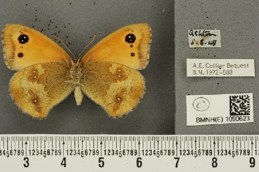 Pyronia tithonus britanniae (Verity, 1914) - BMNHE_1090623_930