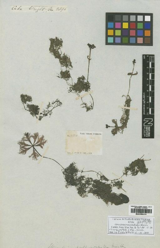 Utricularia incisa (A.Rich.) Alain - BM000884555