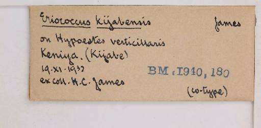 Acanthococcus kijabensis James, 1934 - 010714904_additional