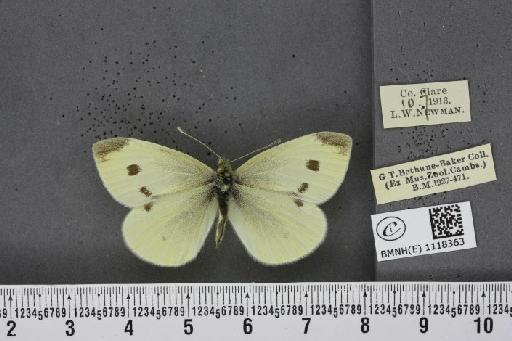 Pieris rapae rapae (Linnaeus, 1758) - BMNHE_1118363_75221