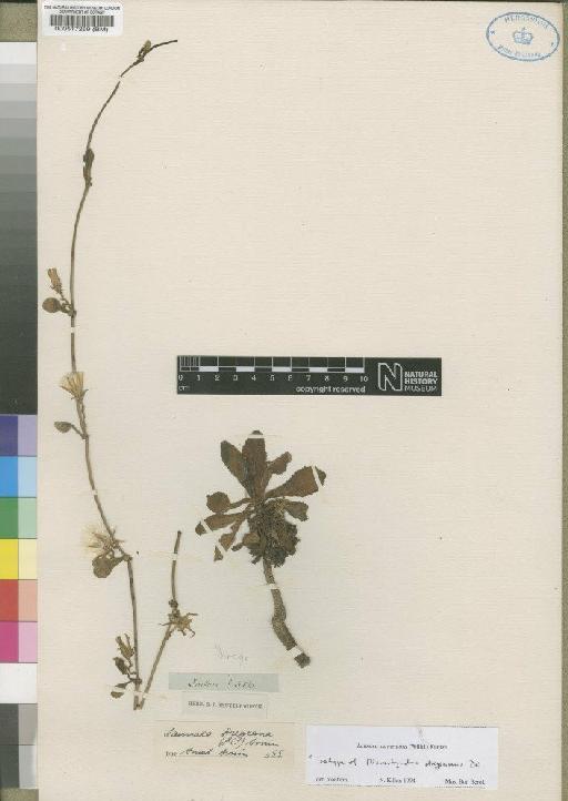 Launaea sarmentosa (Willd.) Kuntze - BM000517269