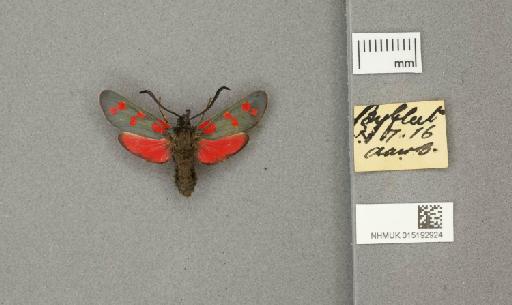 Zygaena (Zygaena) filipendulae stephensi Dupont, 1900 - 015192924_775459_1085133