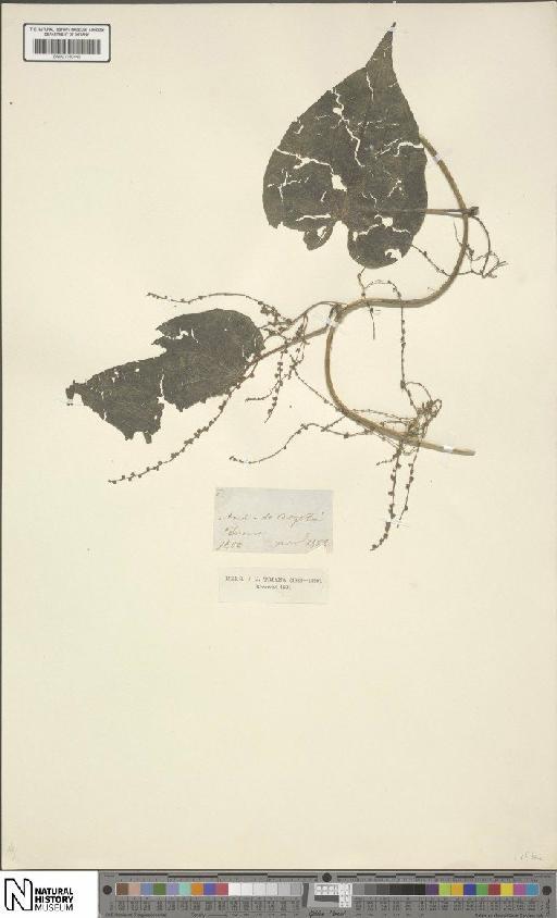 Dioscorea L. - BM001190446