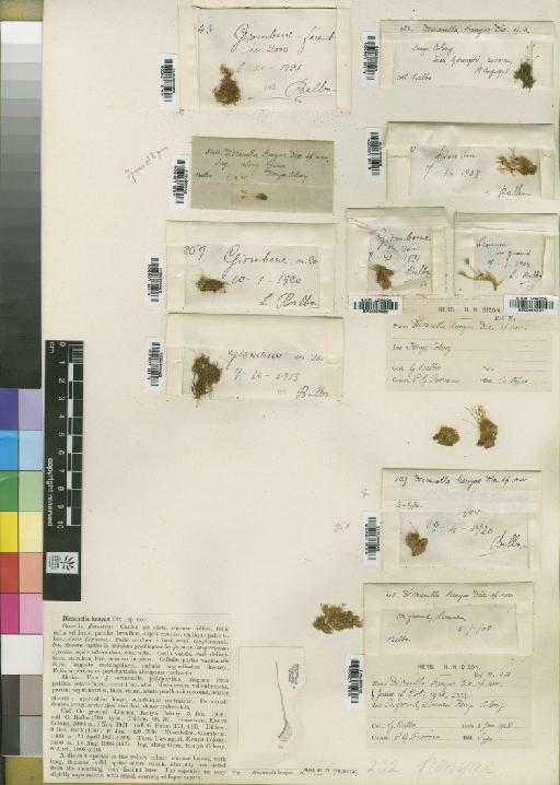 Dicranella kenyae Dixon - BM000870012_a