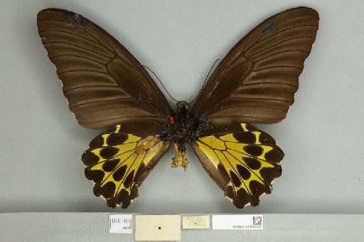 Troides helena cerberus Rothschild, 1895 - 013606451_additional