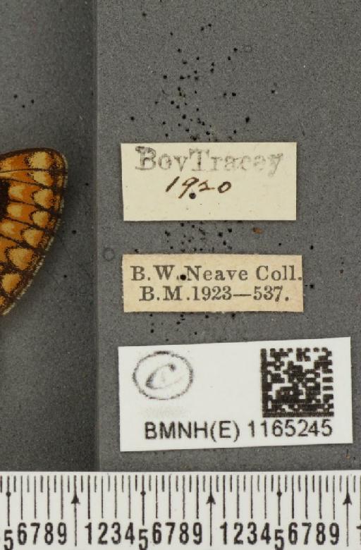 Euphydryas aurinia (Rottemburg, 1775) - BMNHE_1165245_label_52622