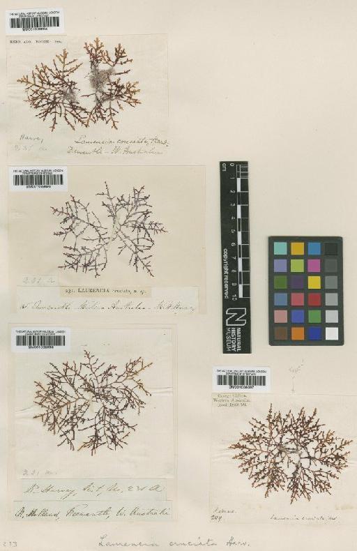 Chondrophycus cruciatus (Harv.) Nam - BM001038694