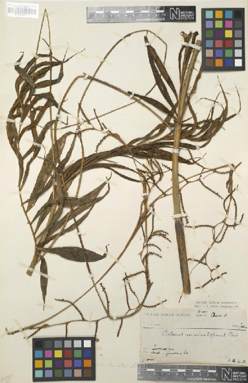 Calamus acuminatissimus Becc. - BM001046031