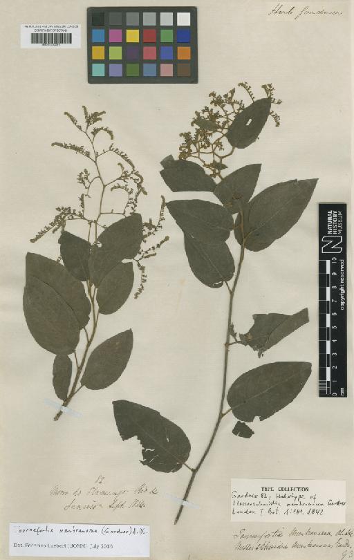 Tournefortia membranacea (Gardner) A.DC. - BM001209051