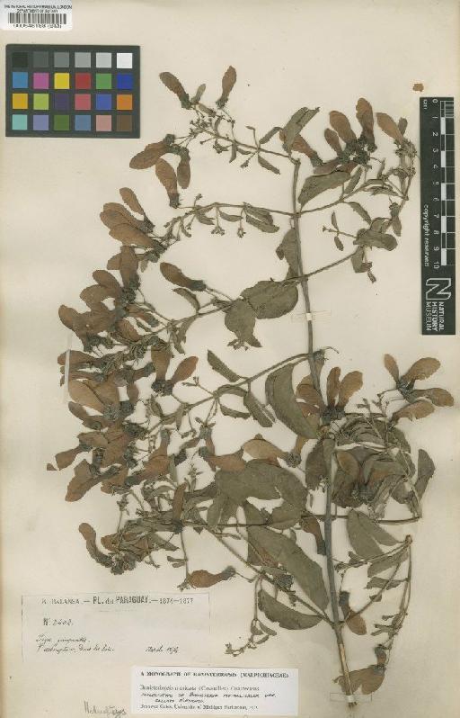 Banisteriopsis muricata (Cav.) Cuatrec. - BM000546188