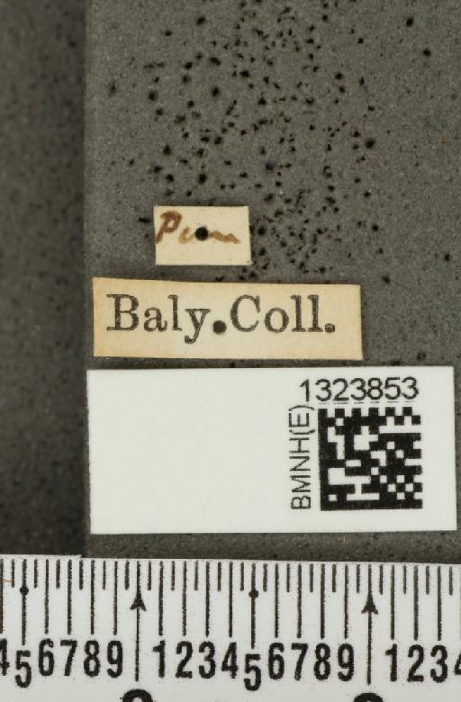 Diabrotica melanopa Erichson, 1847 - BMNHE_1323853_label_20600