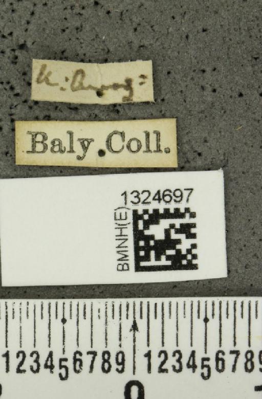 Aristobrotica belemea (Gahan, 1891) - BMNHE_1324697_label_23307