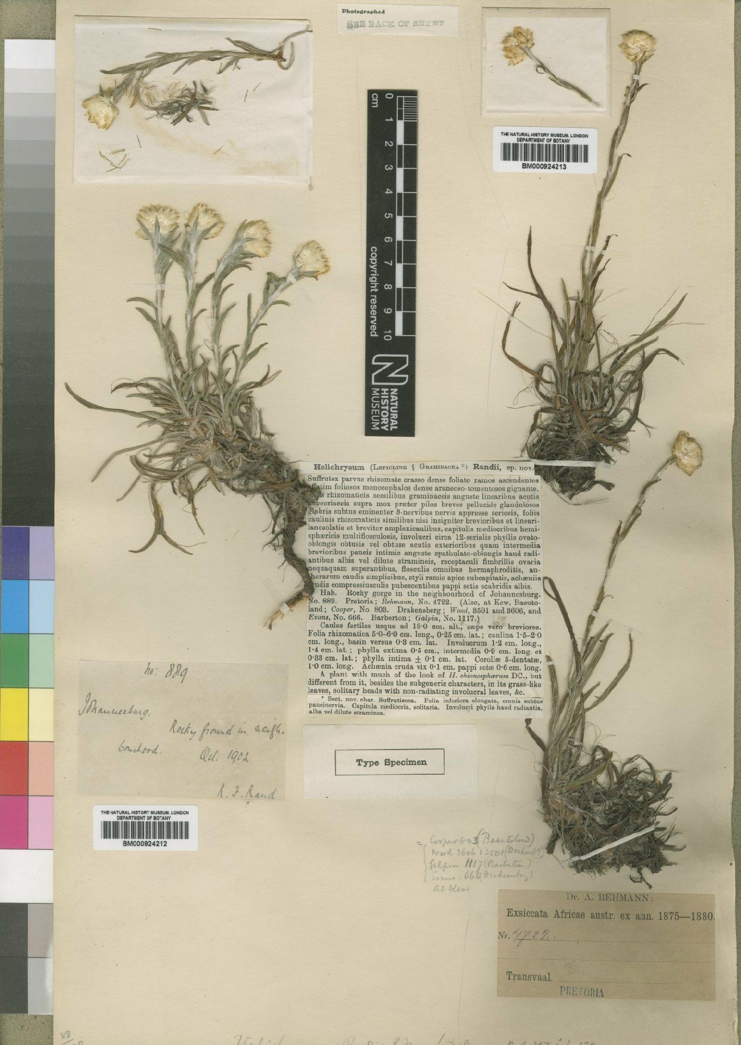 To NHMUK collection (Helichrysum chionosphaerum DC.; Syntype; NHMUK:ecatalogue:4529241)