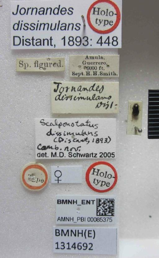 Jornandes dissimulans Distant, 1893 - Jornandes dissimulans-BMNH(E)1314692-Holotype female