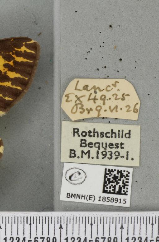 Abraxas grossulariata (Linnaeus, 1758) - BMNHE_1858915_label_416680