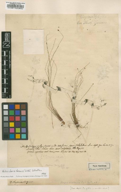 Scirpus capitatus L. - BM000051193