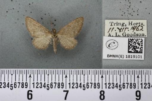 Eupithecia satyrata satyrata (Hübner, 1813) - BMNHE_1819101_389567