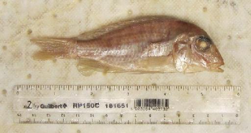 Lethrinops oculata Trewavas, 1931 - BMNH 1930.1.31.162, HOLOTYPE, Lethrinops oculata