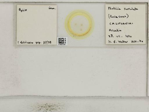 Aphis (Medoralis) spiraecola Patch, 1914 - 014227220_112529_1093088_157842_NoStatus