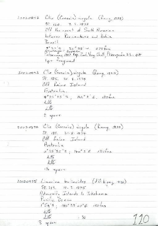 Clio (Creseis) virgula (Rang, 1828) - Zoology Accessions Register: Mollusca: 2002: page 110