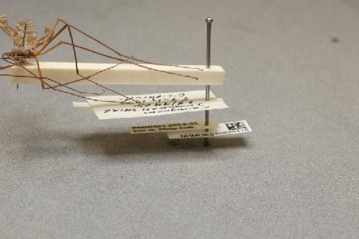 Tipula (Vestiplex) montana montana Curtis, 1834 - 010628418_additional_3