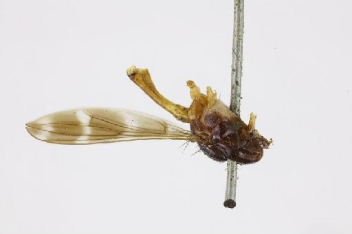 Calobata perclusus Walker, 1864 - Metopochaeta perclusus HT lateral habitus