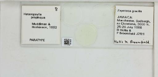 Heteropsylla propinqua Muddiman & Hodkinson, 1992 - 010724081_117195_1146222_157718_Type