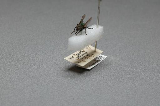 Sarcophaga (Myorhina) nigriventris Meigen, 1826 - 015091925_additional_3
