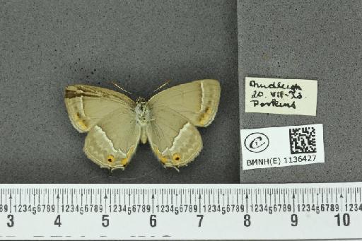 Neozephyrus quercus ab. infraflavomaculata Lempke, 1956 - BMNHE_1136427_94257