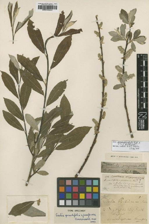 Salix appendiculata Vill. - BM001066856