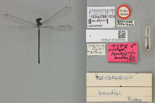 Pseudagrion beadlei Pinhey, 1961 - 011250460_dorsal