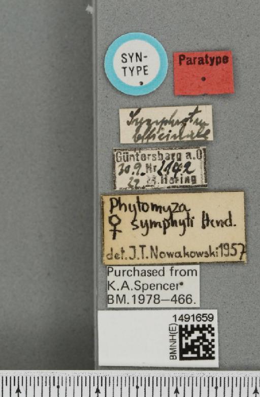 Phytomyza medicaginis Hering, 1925 - BMNHE_1491659_label_60830