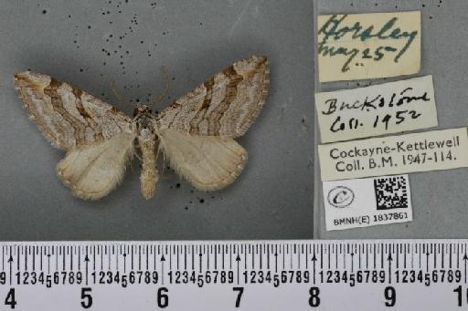 Aplocera efformata ab. tangens Hannemann, 1930 - BMNHE_1837861_406929