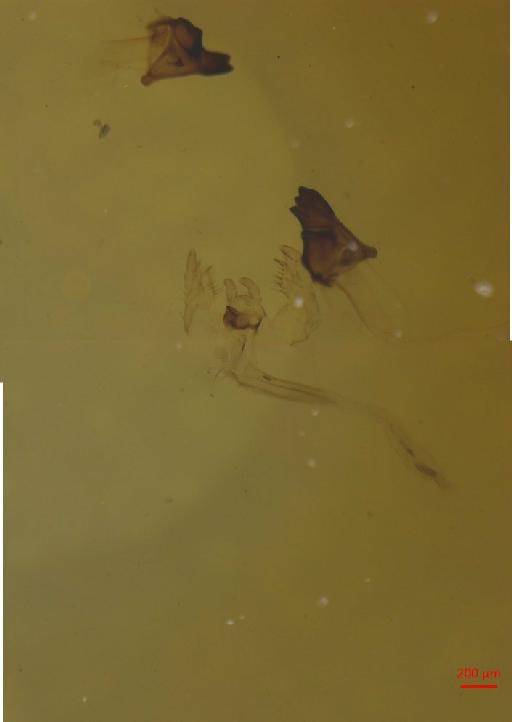 Sinodendron Schneider, D.H., 1791 - 010132780__