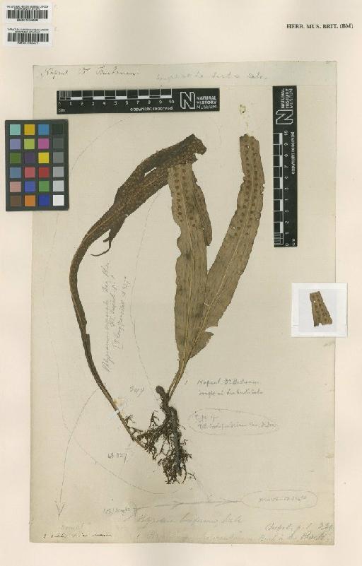 Lepisorus sesquipedalis (Wall. ex J.Sm.) Fraser-Jenk. - BM001038471