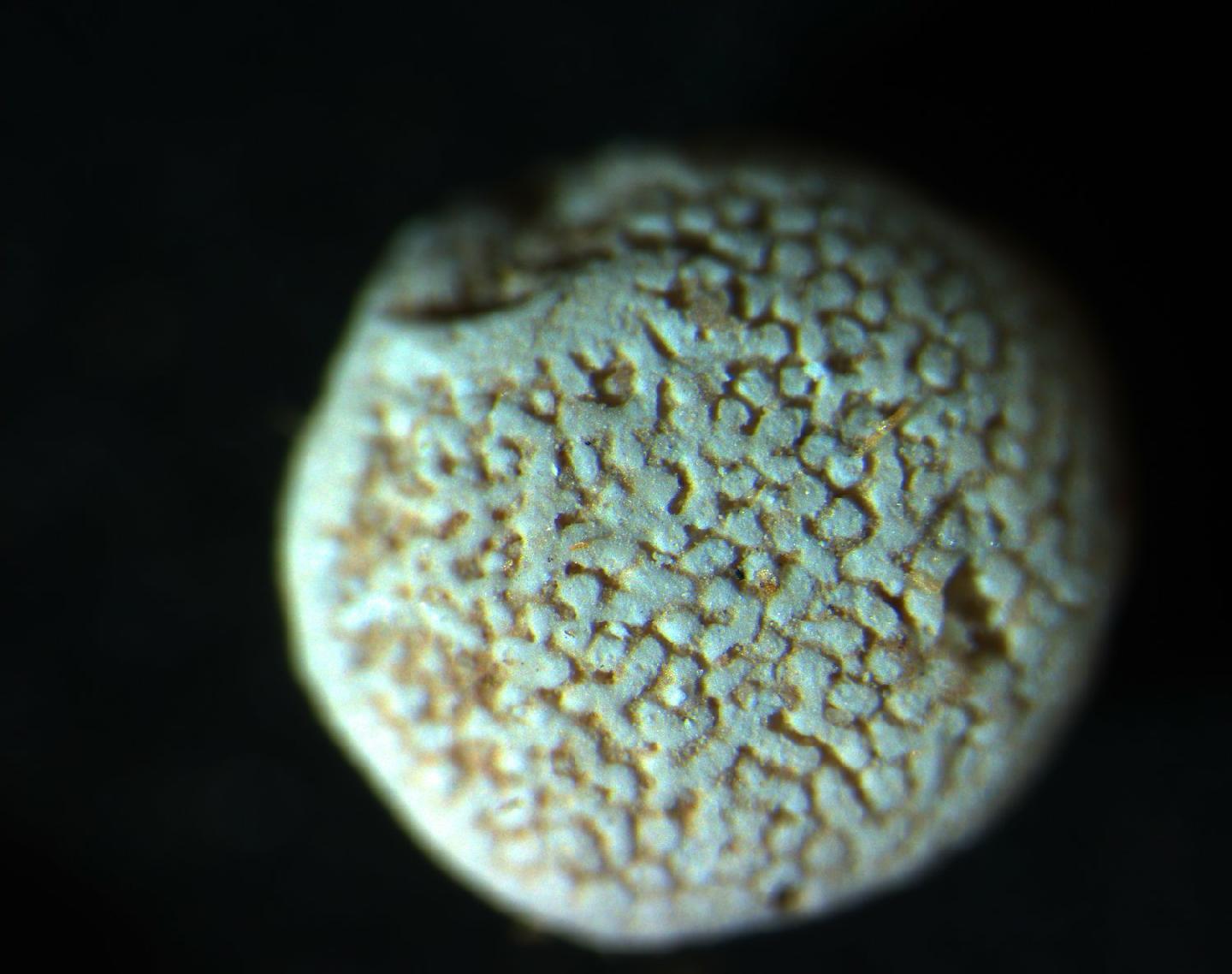 To NHMUK collection (Lockhartia diversa Smout, 1954; Paratype; NHMUK:ecatalogue:2366581)