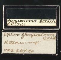 Diplommatina chrysostoma E. A. Smith, 1897 - 1897.8.3.67-74, SYNTYPES, Diplommatina chrysostoma Smith, 1897-Original label.