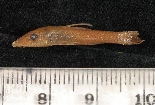 Otocinclus nigricauda Boulenger, 1891 - 1891.3.16.53-62g; Otocinclus nigricauda; lateral view; ACSI Project image