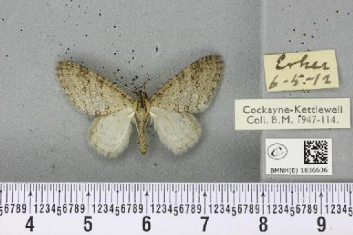 Trichopteryx carpinata ab. obscura Lempke, 1950 - BMNHE_1836636_409369