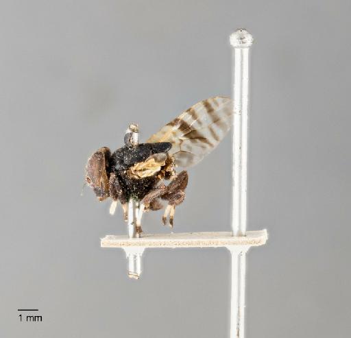 Pterogenia glabra (Walker, 1856) - 010863933_Lamprogaster_glabra_SYNTYPE_LAT