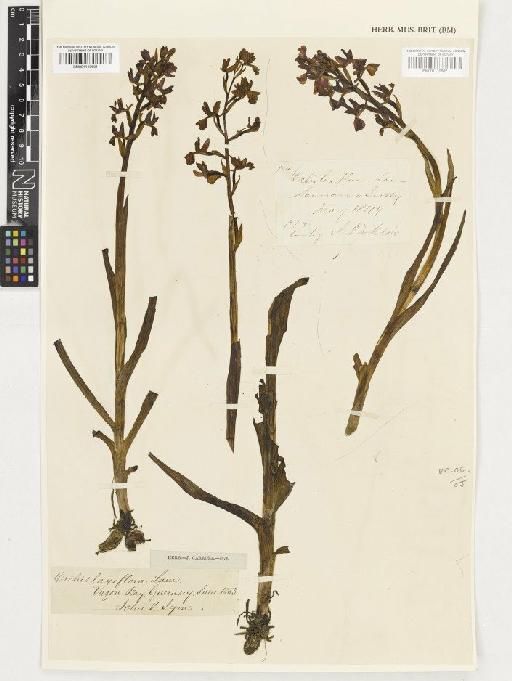 Anacamptis laxiflora (Lam.) R.M.Bateman, Pridgeon & M.W.Chase - BM001110601