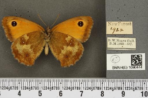 Pyronia tithonus britanniae (Verity, 1914) - BMNHE_1090444_697