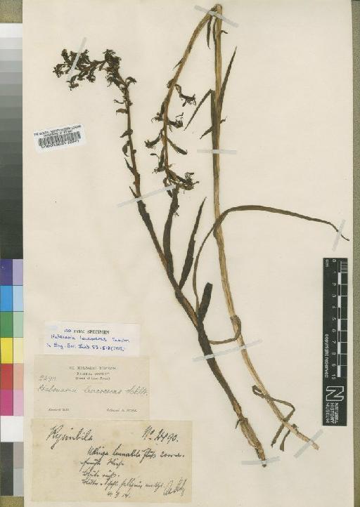 Habenaria leucoceras Schltr. - BM000033825