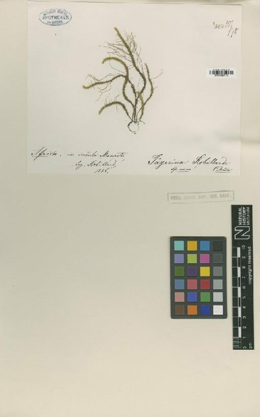 Jaegerina robillardii Müll.Hal. in Geh. - BM000987140