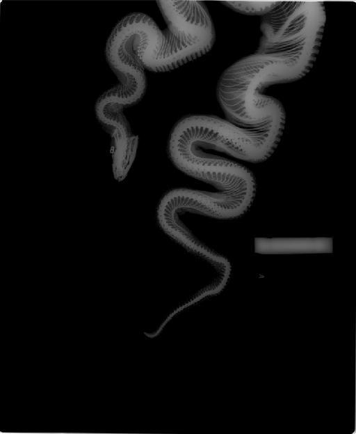 Epicrates cenchria barbouri - Epicrates cenchria_snake BMNH1845.8.25.193, 70mm scale bar.jpg