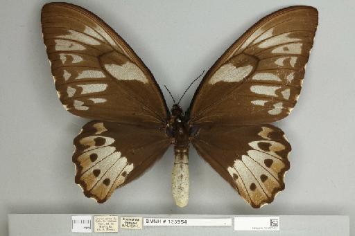Ornithoptera priamus poseidon Doubleday, 1847 - 013603821__
