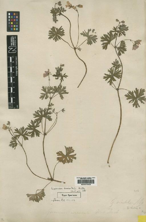 Geranium erianthum DC. - BM000796354