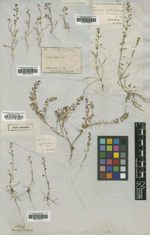 Lepidium nitidum Nutt - BM001024412