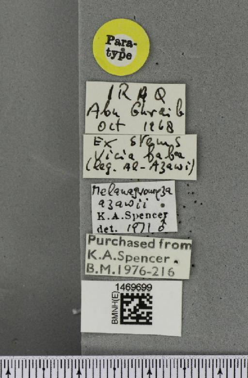 Melanagromyza azawii Spencer, 1973 - BMNHE_1469699_label_45081